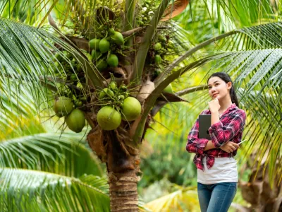 De la cocos la doză: cum ajunge apa de cocos COCONAKI la tine