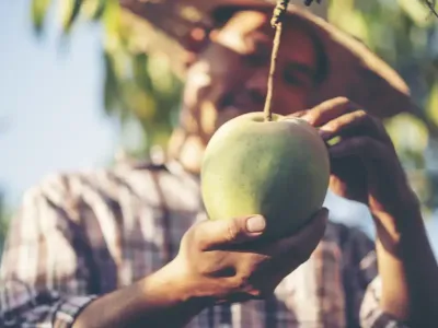 Apă de Cocos vs Lapte de Cocos: Diferențe, Beneficii și Utilizări
