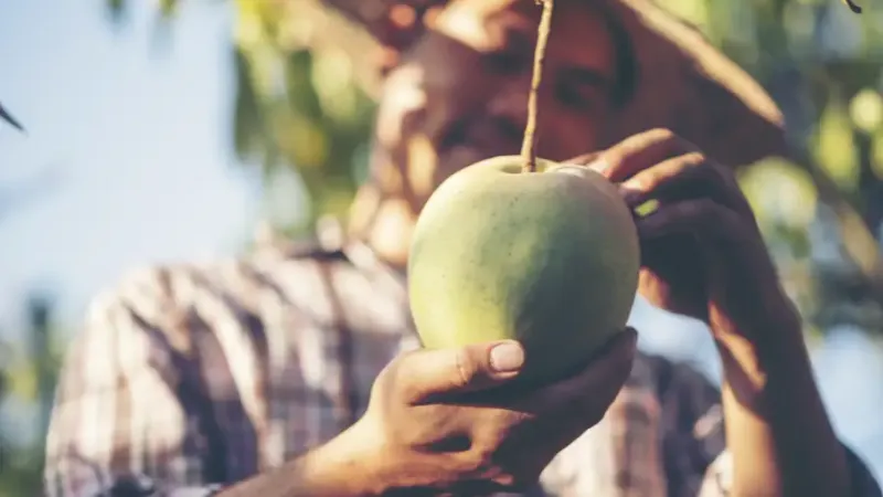 Apă de Cocos vs Lapte de Cocos: Diferențe, Beneficii și Utilizări